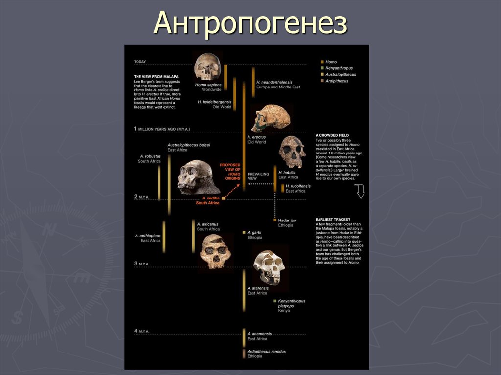 Антропогенез