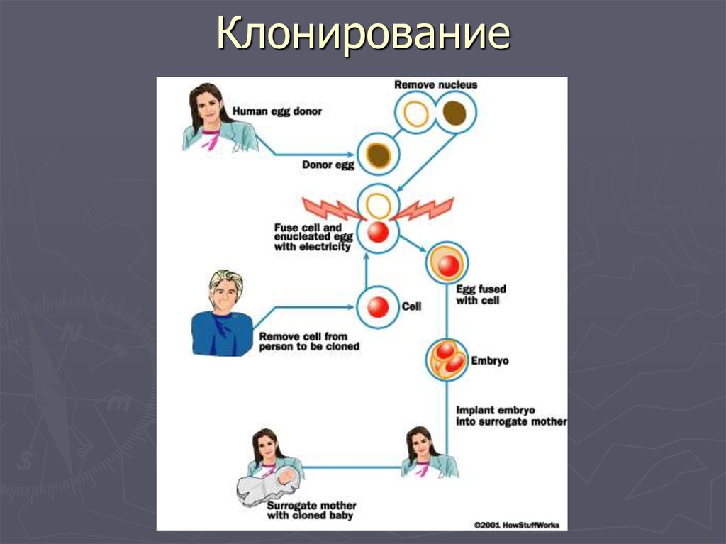 Как клонировать человека по волосу