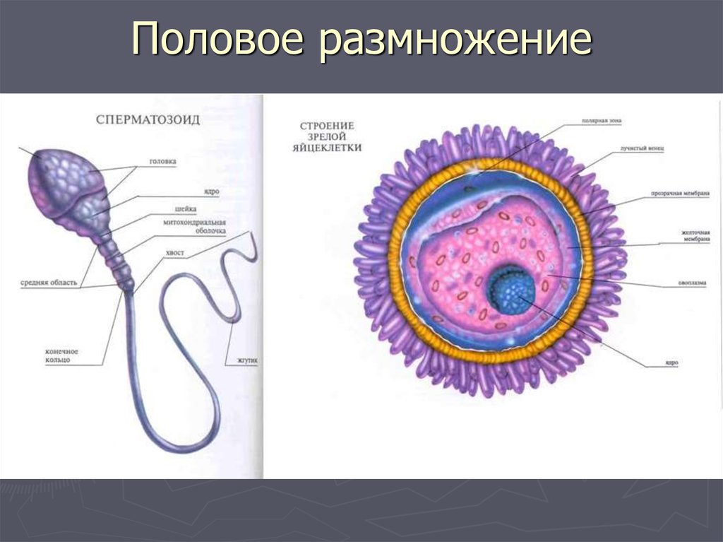 Половые клетки презентация