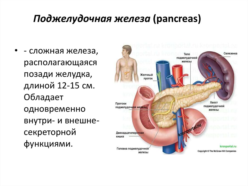 Поджелудочная железа относится к пищеварительной. Развитие внешнесекреторной функции поджелудочной железы.. Поджелудочная железа в пищеварительной системе строение и функция. Функции поджелудочной железы в пищеварительной системе. Поджелудочная железа анатомия функции.