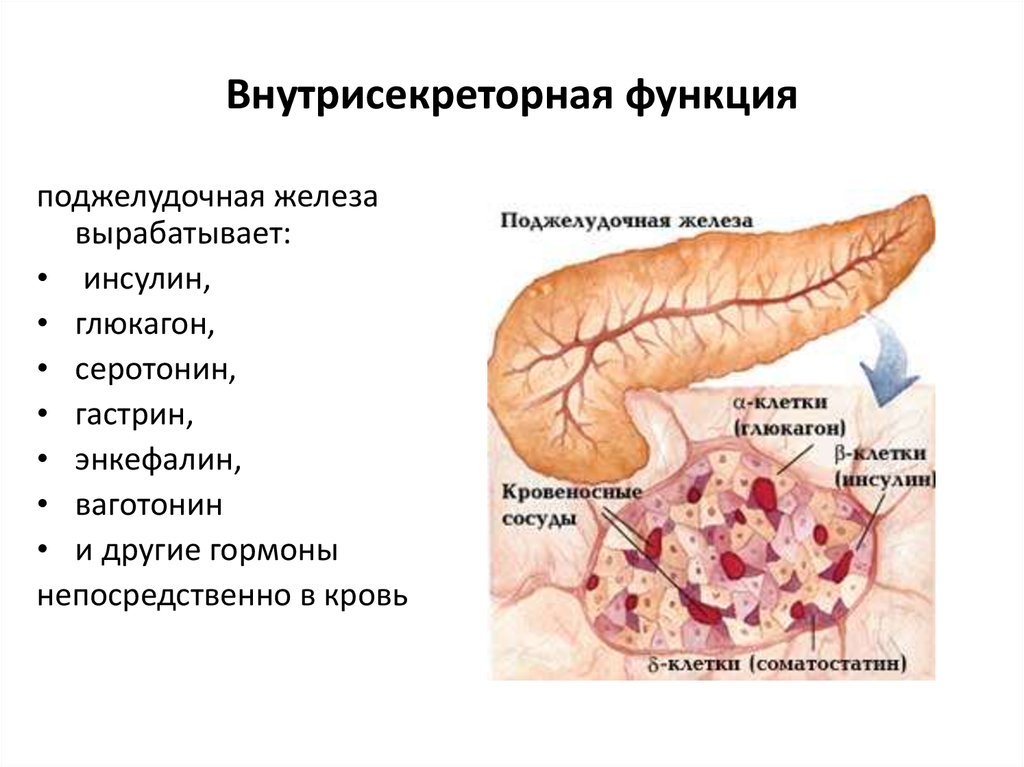 Пищеварительная роль поджелудочной железы. Внутрисекреторная функция поджелудочной железы. Инкреторная функция поджелудочной. Функции панкреатической железы. Эндокринная система поджелудочной железы.
