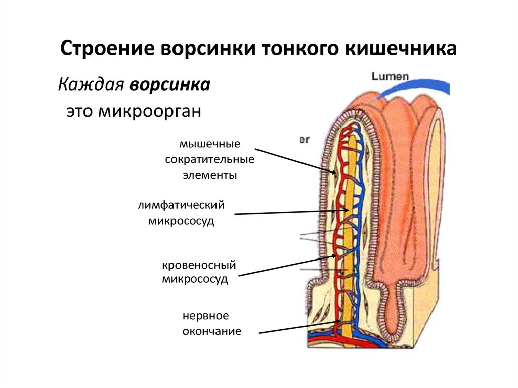 Кишечные ворсинки характерны для. Строение ворсинки тонкой кишки анатомия. Строение ворсинки тонкого кишечника. Схема строения ворсинки тонкой кишки. Строение кишечной вершинки.