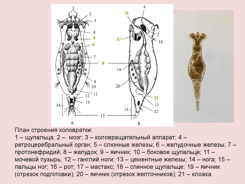Зоология беспозвоночных. Тип Rotatoria (Коловратки). Распространение ...