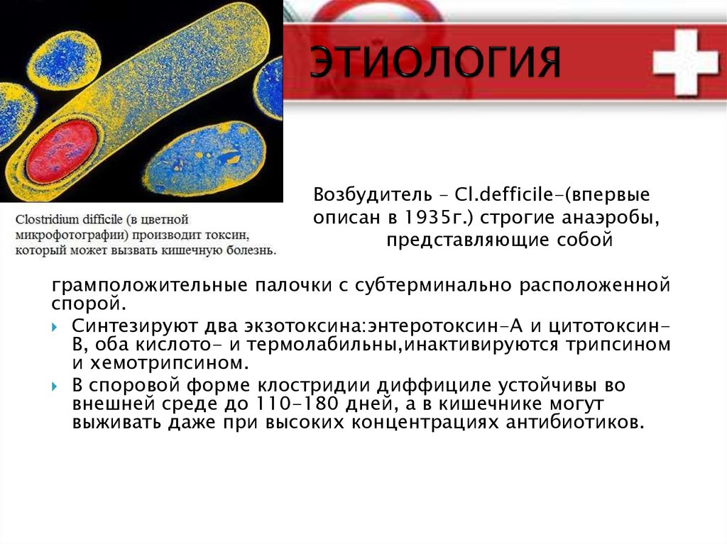 Токсин клостридии диффициле. Экзотоксины Clostridium difficile.