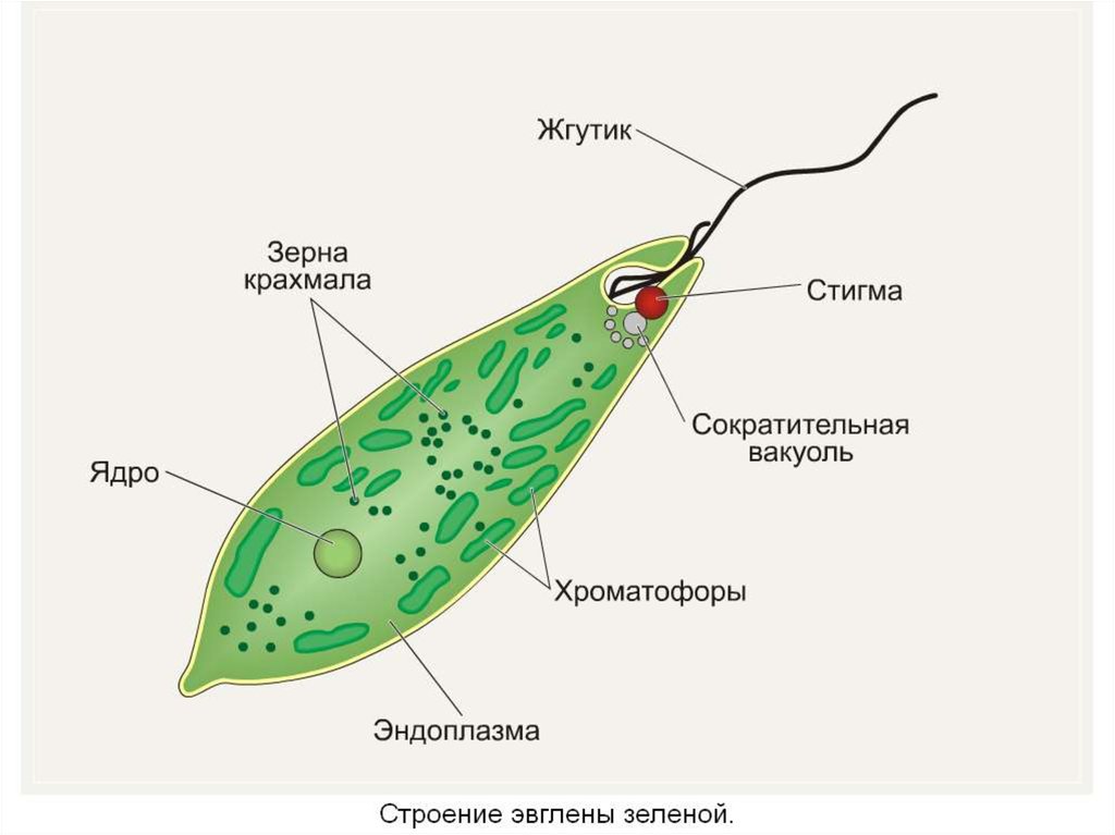 Эвглена. Строение жгутика эвглены зеленой. Схема строения эвглены зеленой. Светочувствительный глазок эвглены. Строение строение эвглены зелёной.