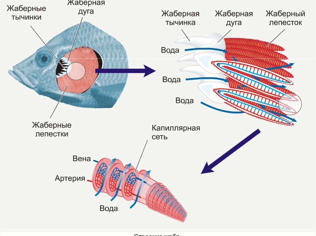 Какую функцию выполняют жаберные тычинки. Дыхательная система рыб схема. Дыхательная система жаберные лепестки. Строение жаберной дуги. Строение жаберного лепестка рыб.