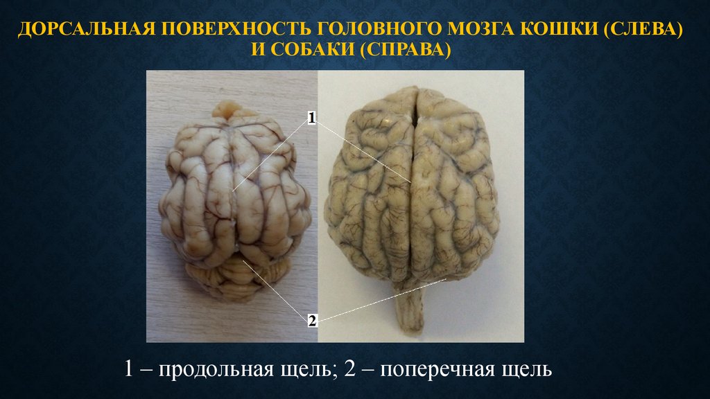 Мозг собаки. Строение мозга кошки. Дорсальная поверхность головного мозга.