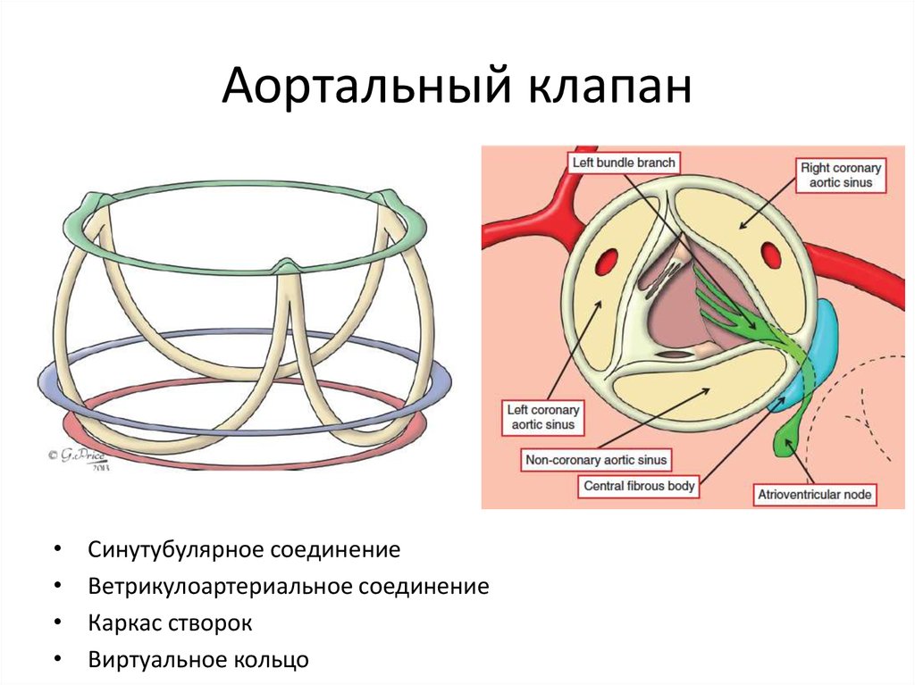 Аортальный клапан картинка