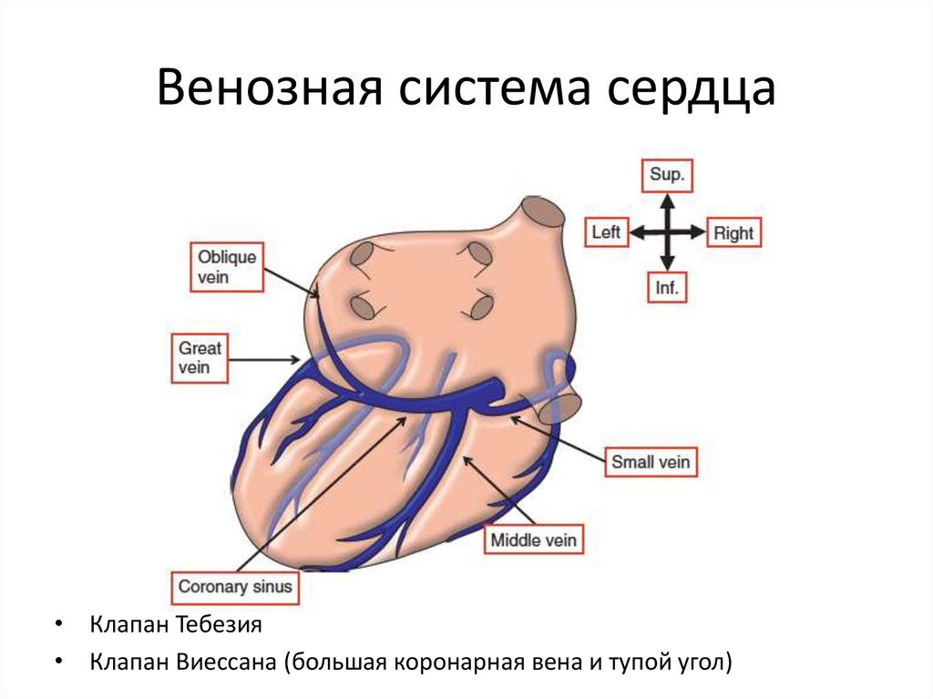 Вены сердца