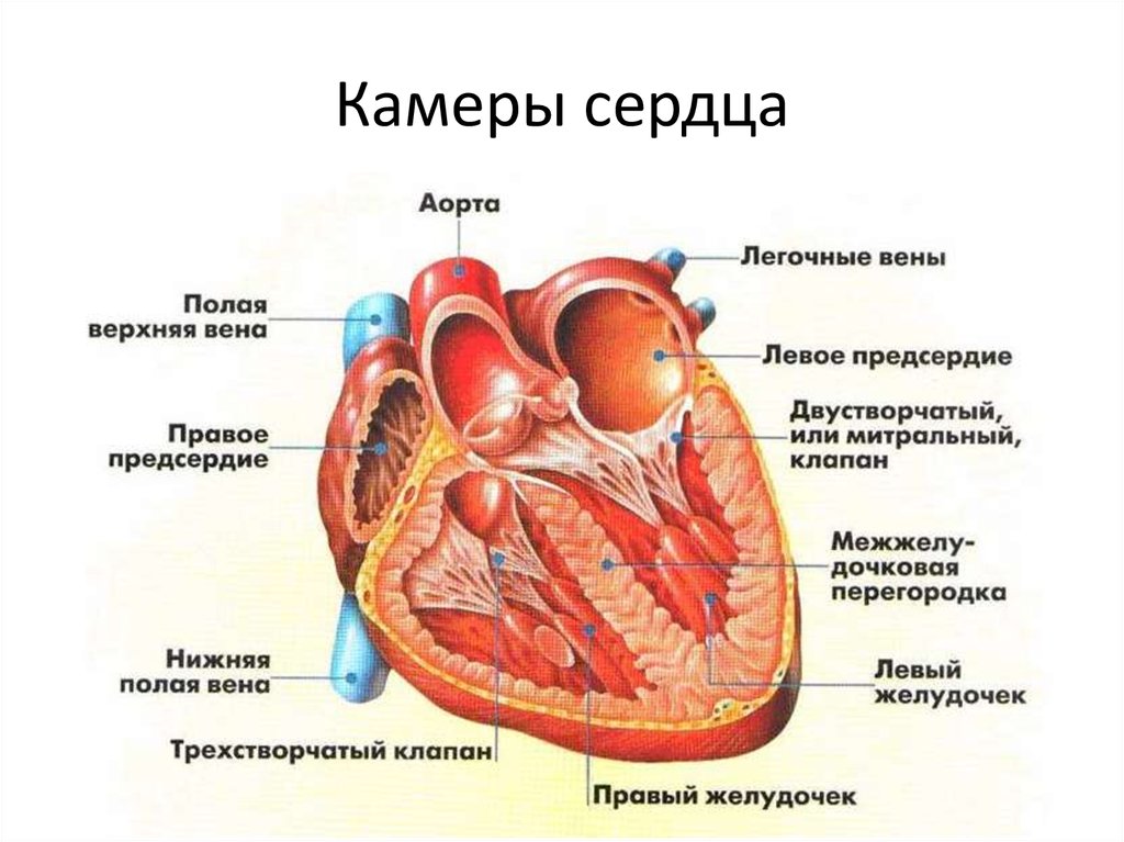 Строение сердца анатомия рисунок