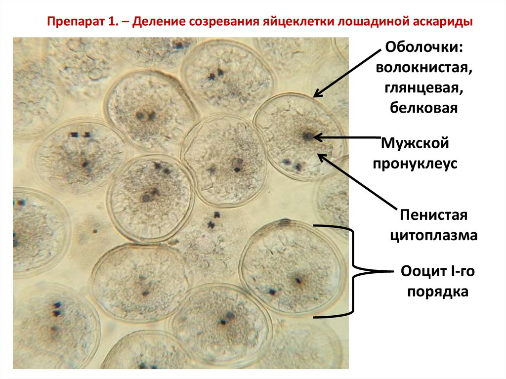 Синкарион в яйцеклетке аскариды. Синкарион лошадиной аскариды препарат. Деление созревания яйцеклетки лошадиной аскариды препарат. Второе мейотическое деление в ооците аскариды препарат.