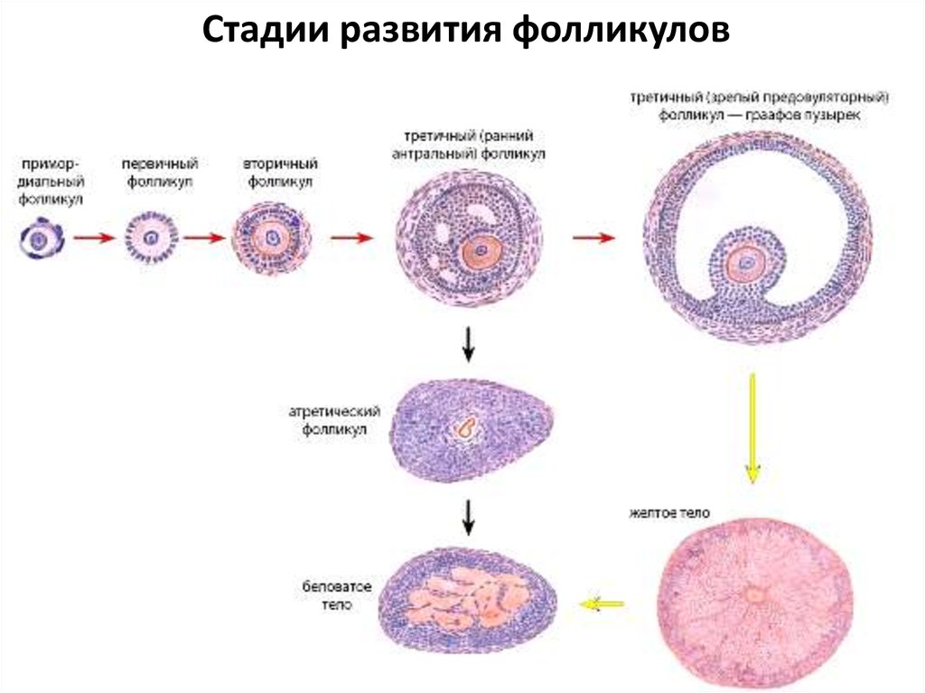 Где происходит созревание яйцеклеток. Фолликулы в яичниках анатомия. Стадии развития желтого тела яичника гистология. Фазы созревания яйцеклетки схема. Схема гистологического строения жёлтого тела.