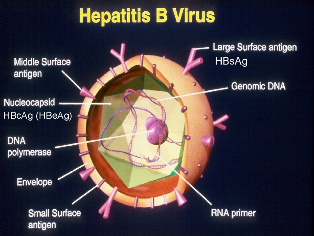 Вирусный гепатит антиген. Антигены гепатита в. Антигены вируса гепатита с. Вирус гепатита в. Гепатит б австралийский антиген.