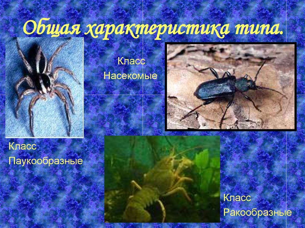 Покров ракообразных паукообразных насекомых. Класс насекомые общая характеристика. Класс паукообразные общая характеристика. Общая характеристика паукообразных. Паукообразные представители.