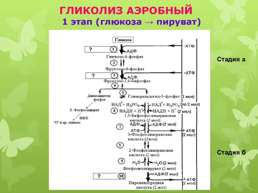 Окислительный этап гликолиза. Аэробный гликолиз биохимия схема. Гликолиз 2 этап. Этапы гликолиза биохимия таблица. Схема схема анаэробного гликолиза.