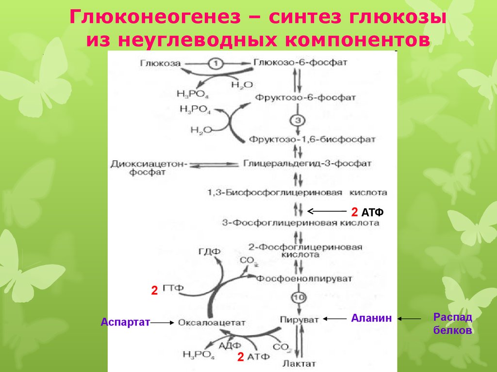 Как используется синтез. Глюконеогенез схема с ферментами. Схема синтеза Глюкозы из пирувата. Биосинтез Глюкозы схема. Глюконеогенез схема с формулами.