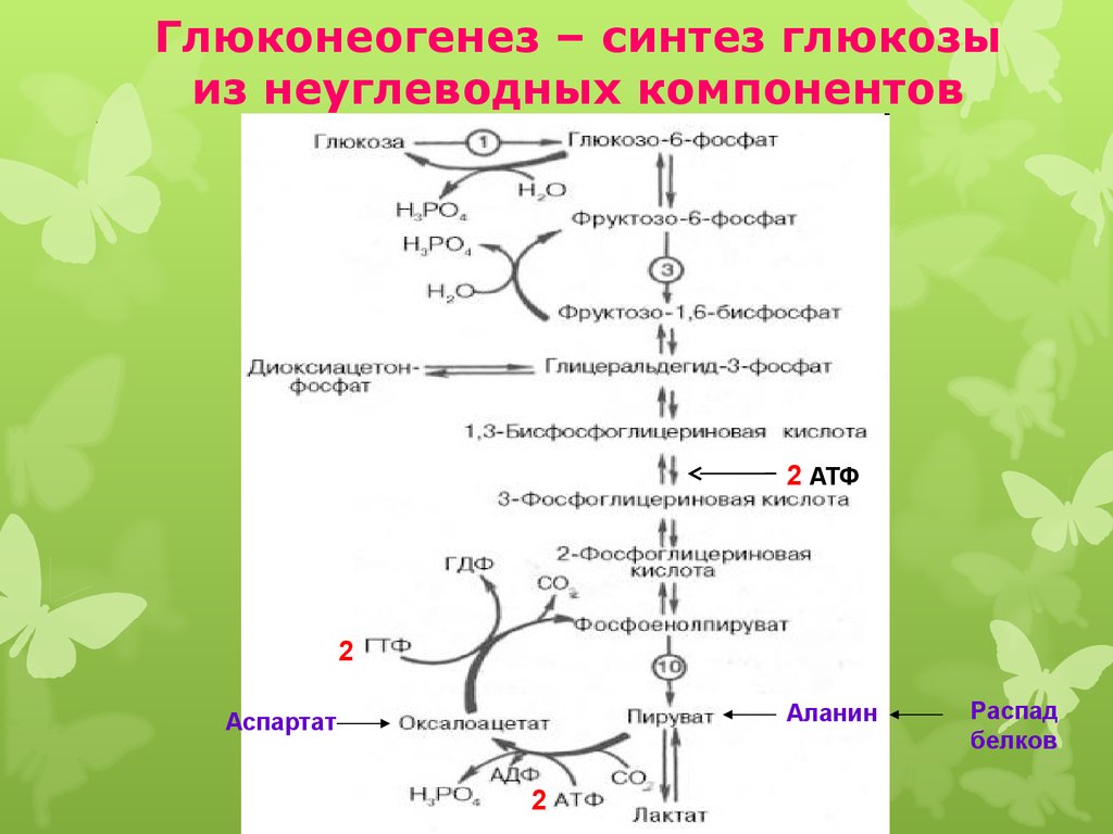 Синтез молекулы глюкозы. Схема синтеза Глюкозы из лактата. Синтез Глюкозы из аспарагиновой кислоты. Глюконеогенез схема с ферментами. Схема синтеза Глюкозы из пирувата.