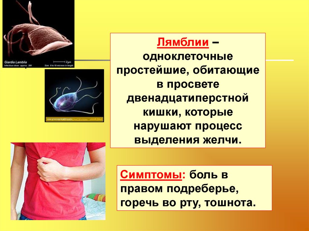 Горечь во рту боль в правом подреберье. Простейшие лямблии. Лямблии одноклеточные. Лямблии в организме человека.