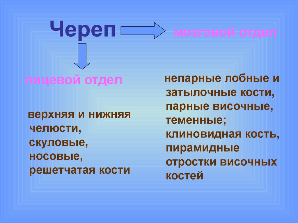 Парные кости лицевого. Непарные кости лицевого отдела черепа. Лицевой отдел парные и непарные кости. Парные кости лицевого отдела. Индивидуальная изменчивость лицевого отдела черепа.