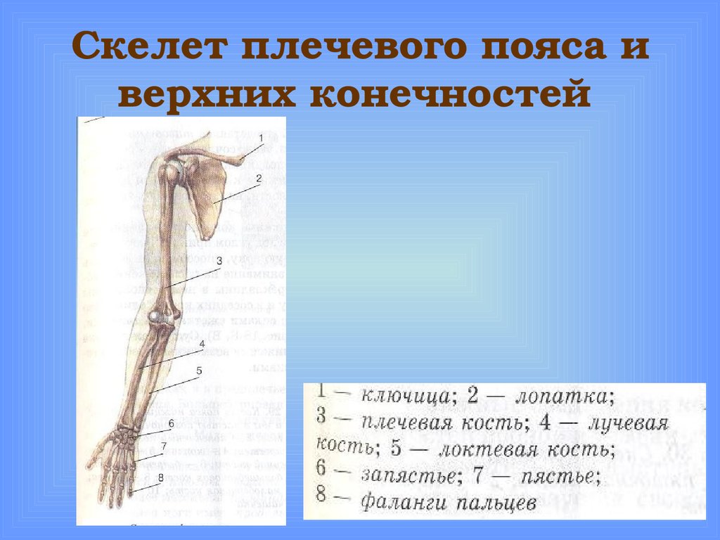 Скелет верхней конечности человека пояс конечностей. Кости скелета плечевого пояса. Скелет плечевого пояса и свободной верхней конечности. Плечевой пояс и скелет верхних конечностей. Скелет верхней конечности кости плечевого пояса.