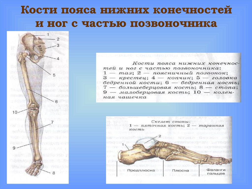 Запястье голень и позвоночник. Кости составляющие скелет нижней конечности. Скелет нижней конечности биология 8 класс. Скелет пояса нижних конечностей человека. Кости пояса нижних конечностей и ног с часть позвоночника.