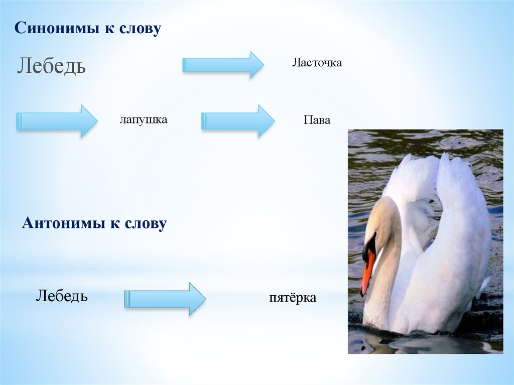 Подбери к слову лебедушка. Синоним к слову лебедь. Антоним к слову лебедь. Схема слова лебедь. Сообщение о лебедях.