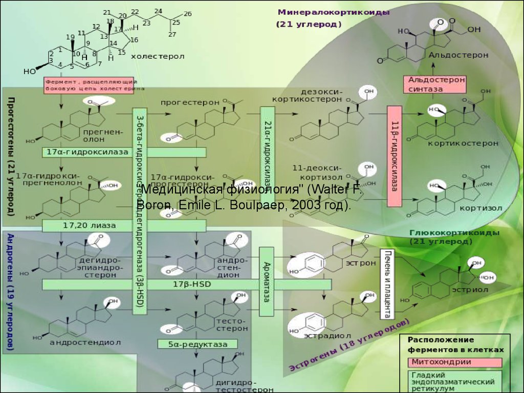 Стероидогенез схема с ферментами