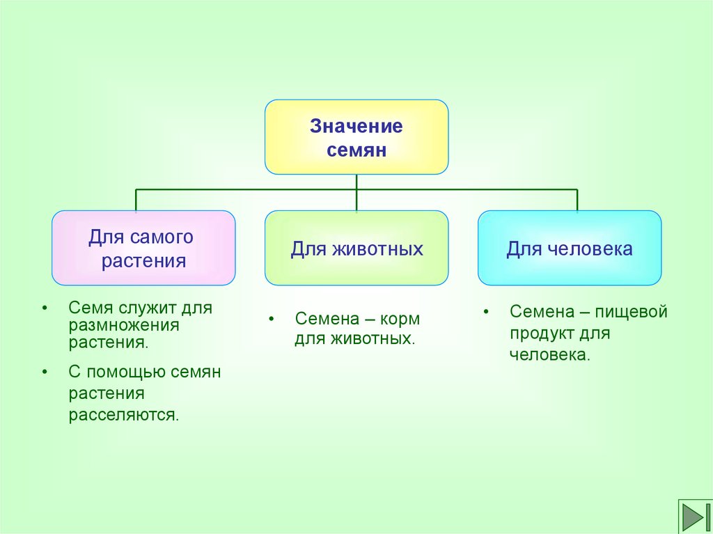 Роль семян. Значение семян для растений. Значение семян в жизни растений. Биологическое значение семени. Роль семян в жизни человека.