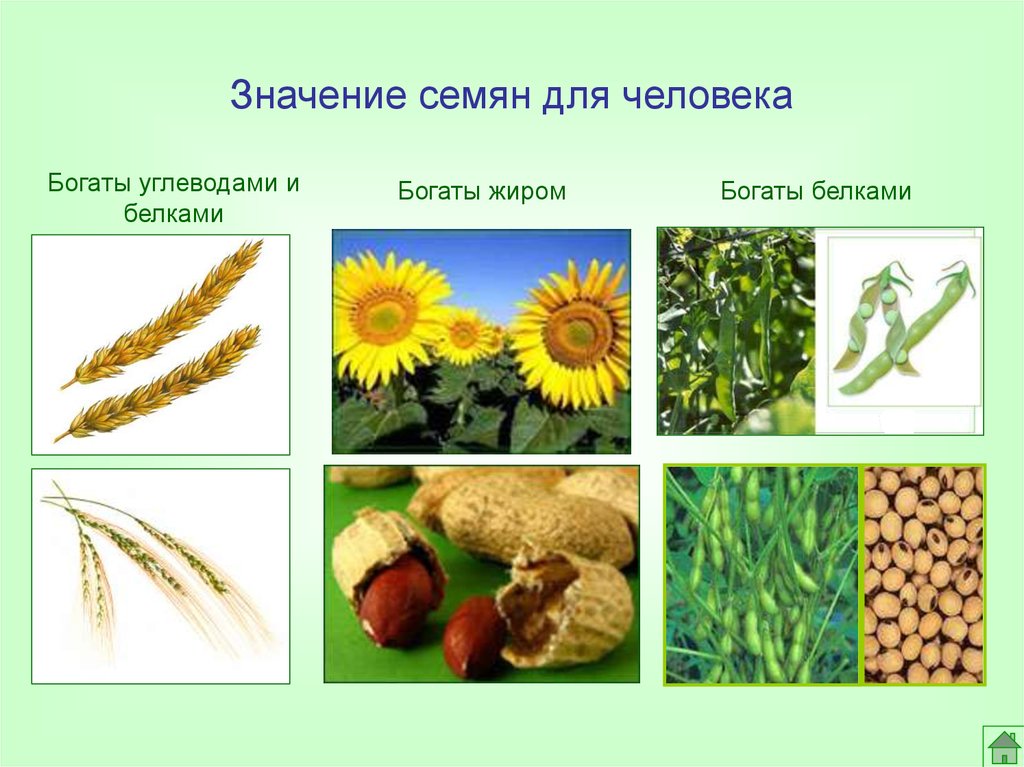 Выберите растения семена которых используют