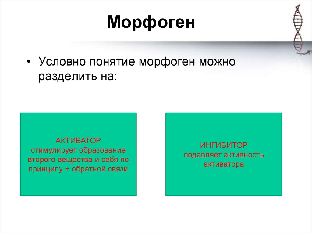 Условный термин. Морфогены. Гены морфогены. Морфоген это в биологии. Понятие о морфогенах и гомеозисных.