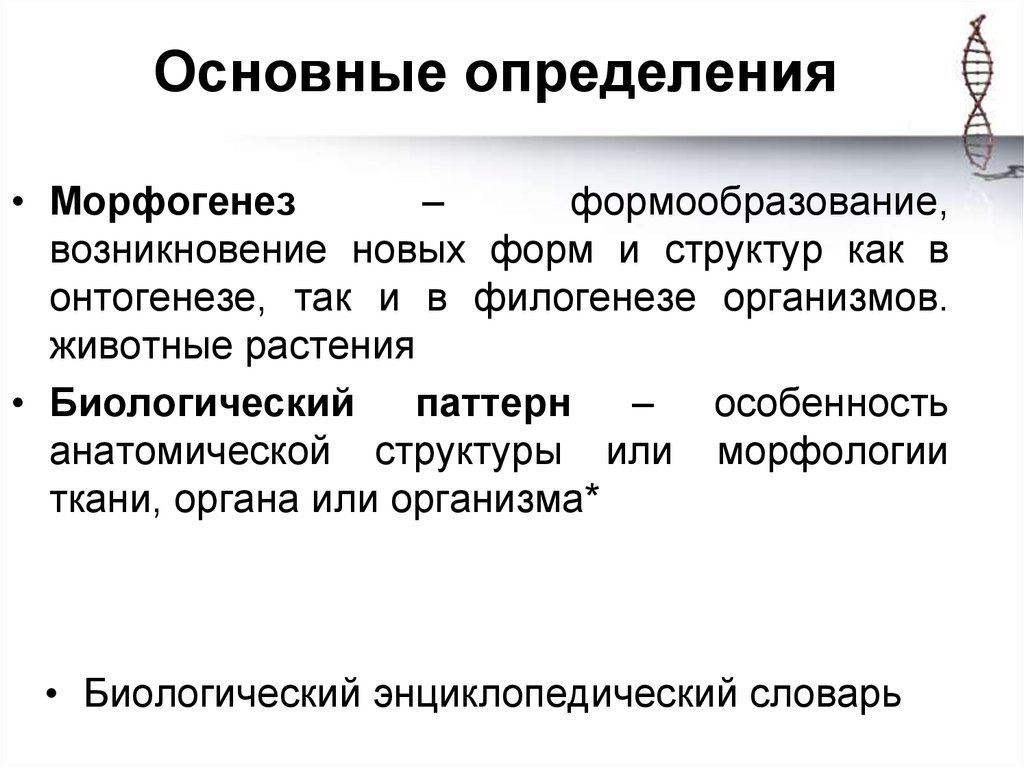 Возникновение новых измерений. Морфогенез монополярная структура. Морфогенез формообразование это. Стохастическая модель морфогенеза.