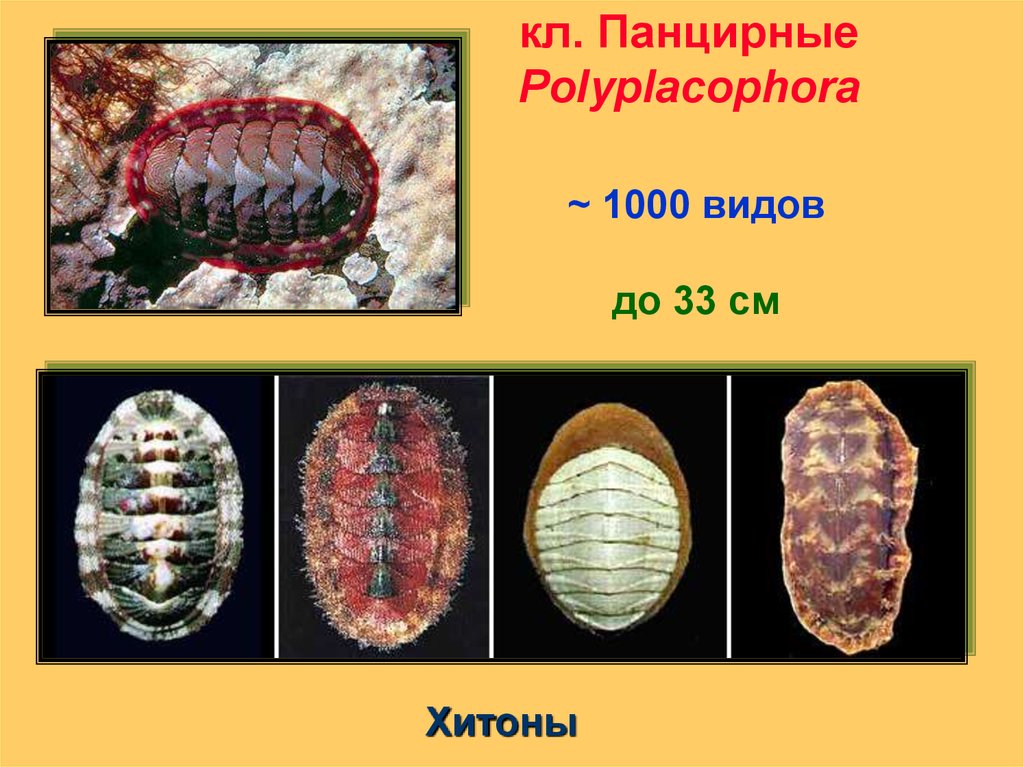 Polyplacophora схема внутренней организации