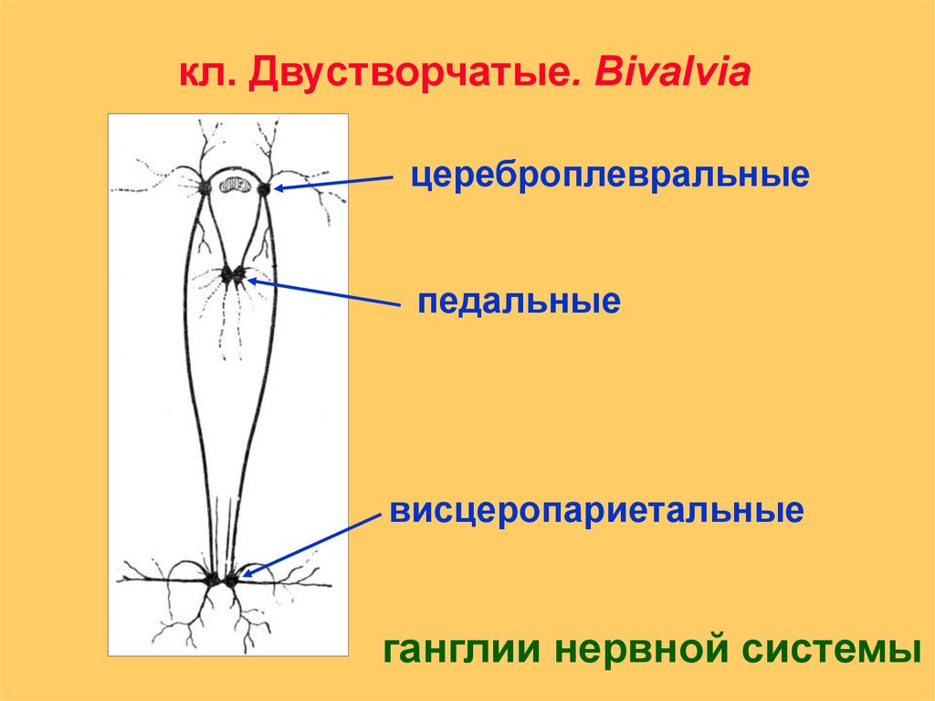 Нервная двустворчатых моллюсков. Нервная система двустворчатых. Двухстворчатый моллюск нервная система. Двухстворчатые нервная система. Класс двустворчатые нервная система.