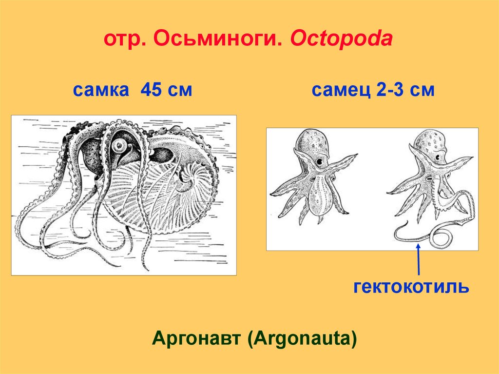 Головоног рисунок возраст