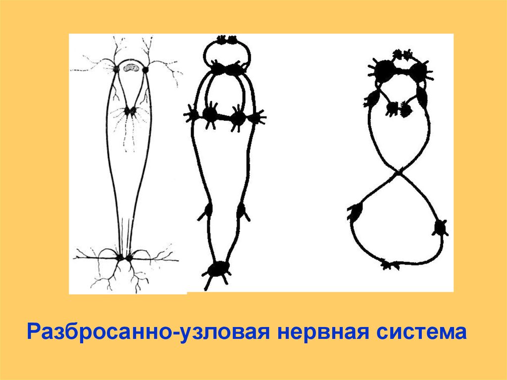 Каким номером на рисунке обозначена разбросанно узловая нервная система