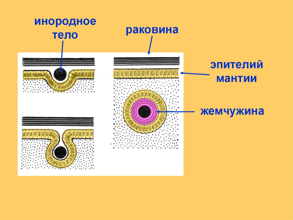 Моллюски вторичная полость тела