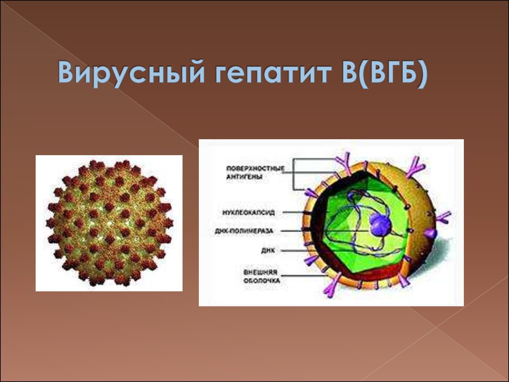 Вирусный гепатит м. Вирусные гепатиты. Вирус гепатита б. Вирус гепатита с рисунок.