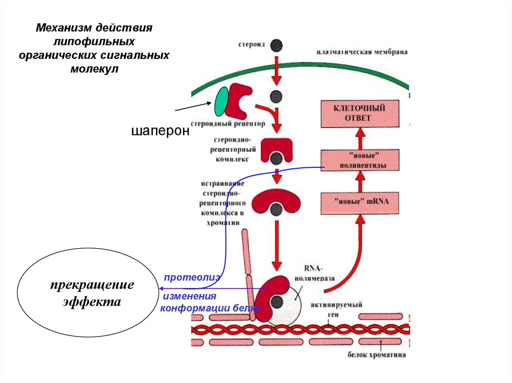 Схема действия стероидных гормонов