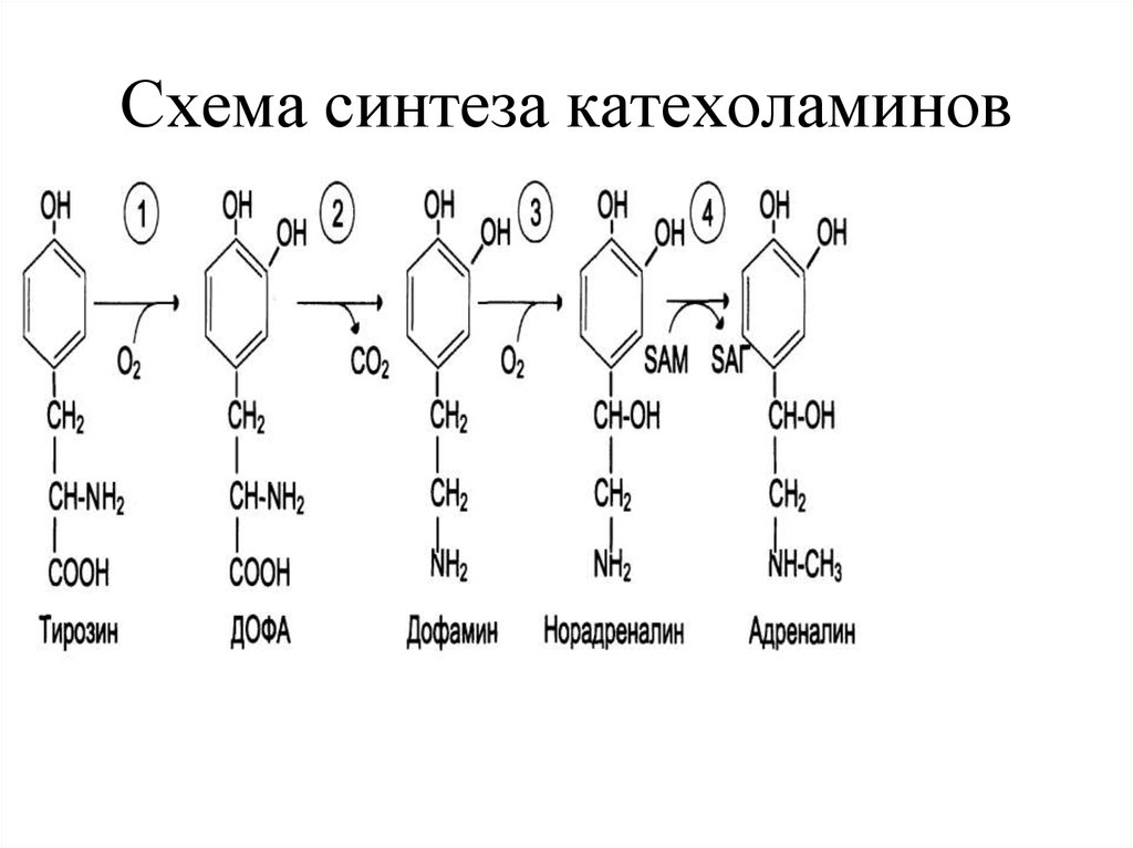 Схема синтеза катехоламинов