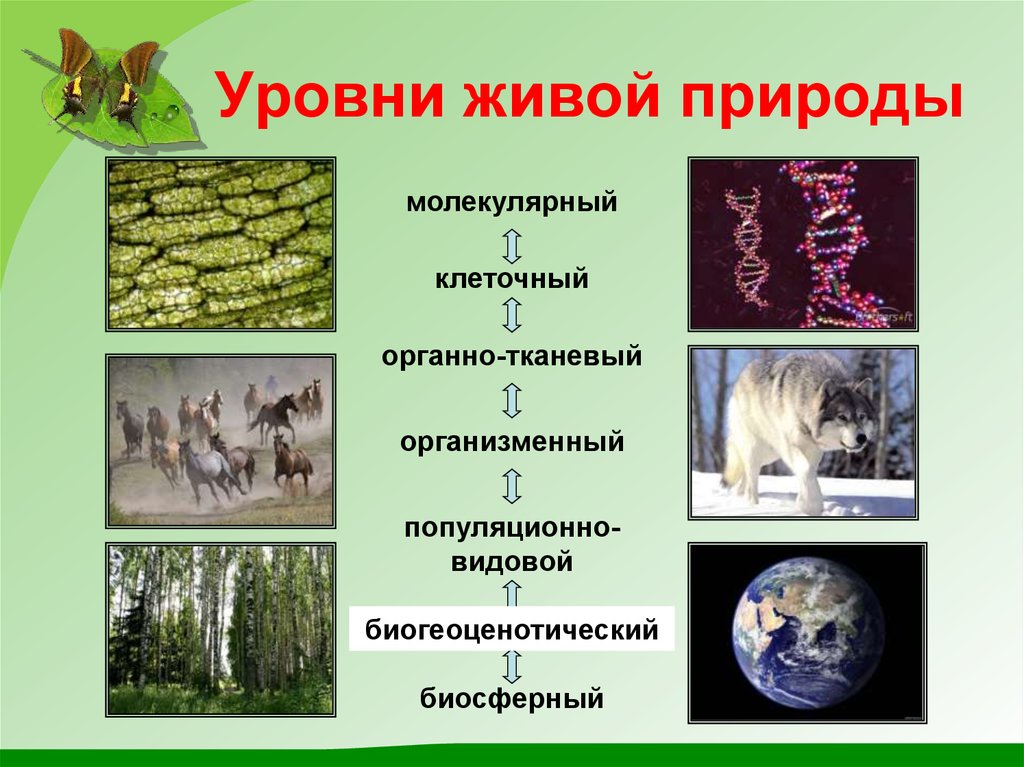 Презентация уровни организации жизни 7 класс биология