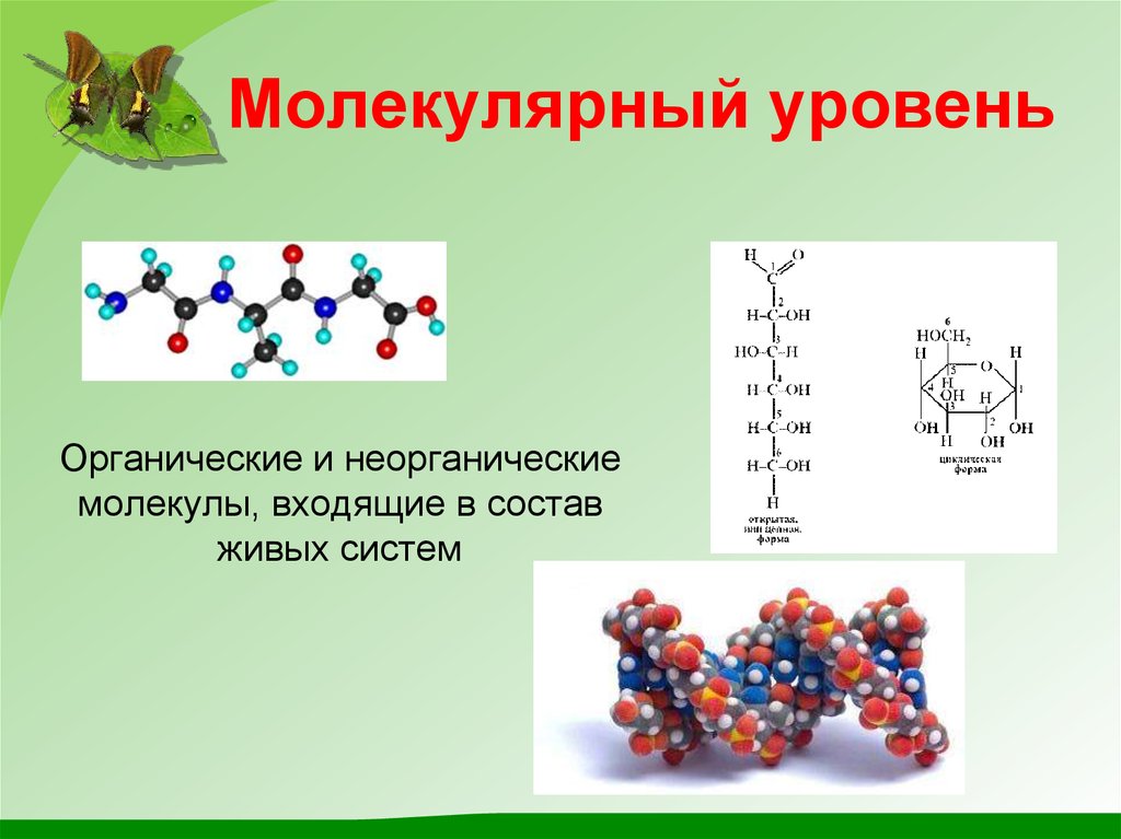 Молекулярный уровень живой природы. Молекулярная организации уровень организации жизни. Молекулярный уровень. Молекулярный уровень жизни. Молекулярный уровень организации.