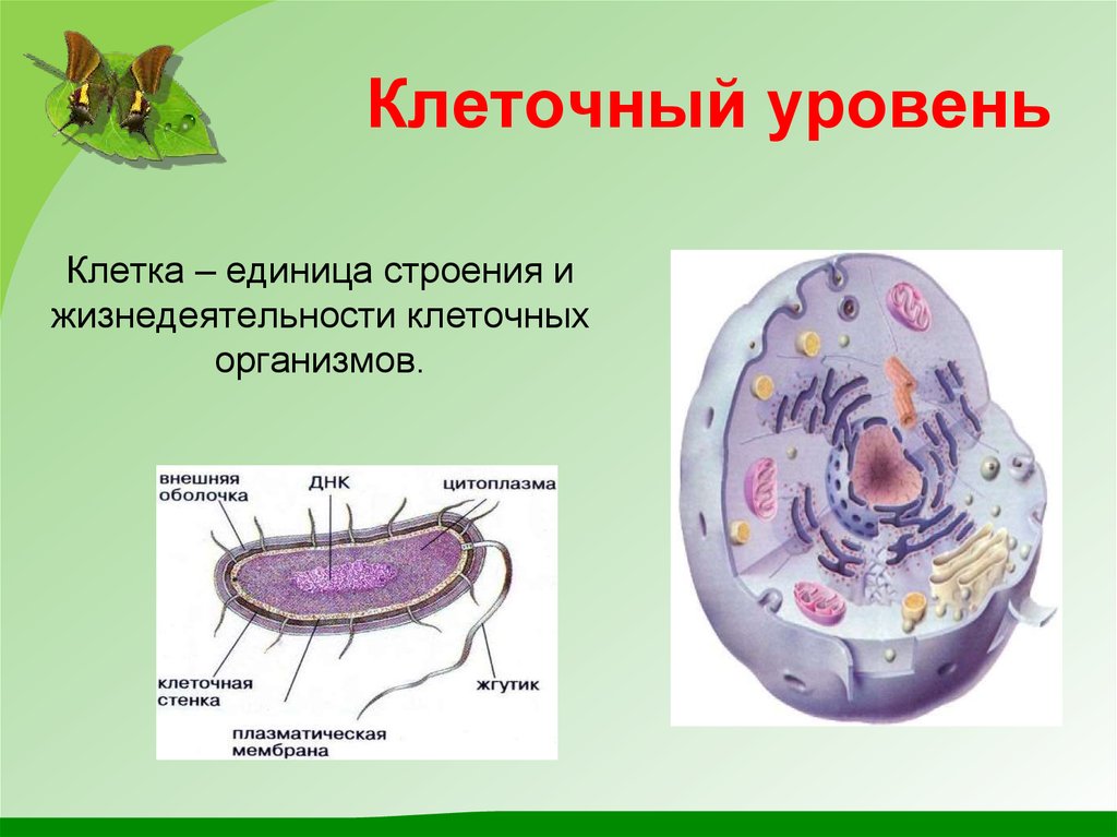 Оболочка живого организма. Клеточный. Клеточный уровень. Клеточный уровень организации. Структура клеточного уровня.