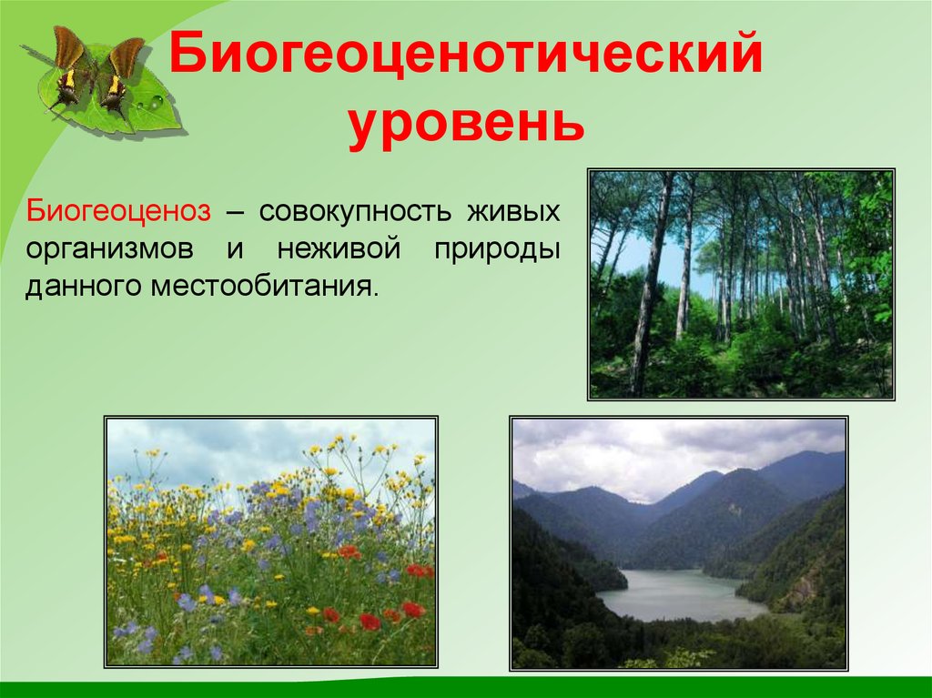 Уровни организации живого биоценотический. Биогеоценотический уровень организации живого. Биогеоценотический (Экосистемный) уровень. Биогеоценотический уровень организации живой материи. Уровни организации живой материи биогеоценотический уровень.