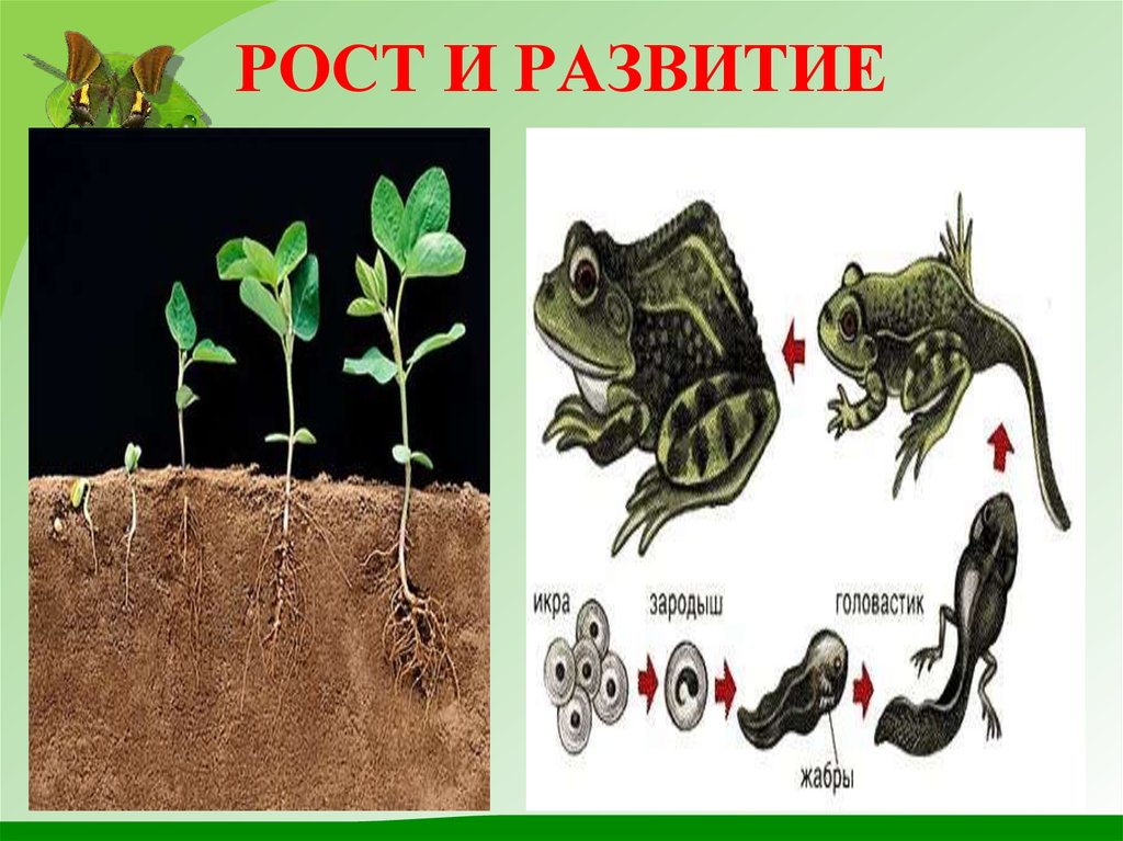 Развитие живого. Рост и развитие. Рост организма. Развитие живых организмов. Примеры роста и развития живых организмов.