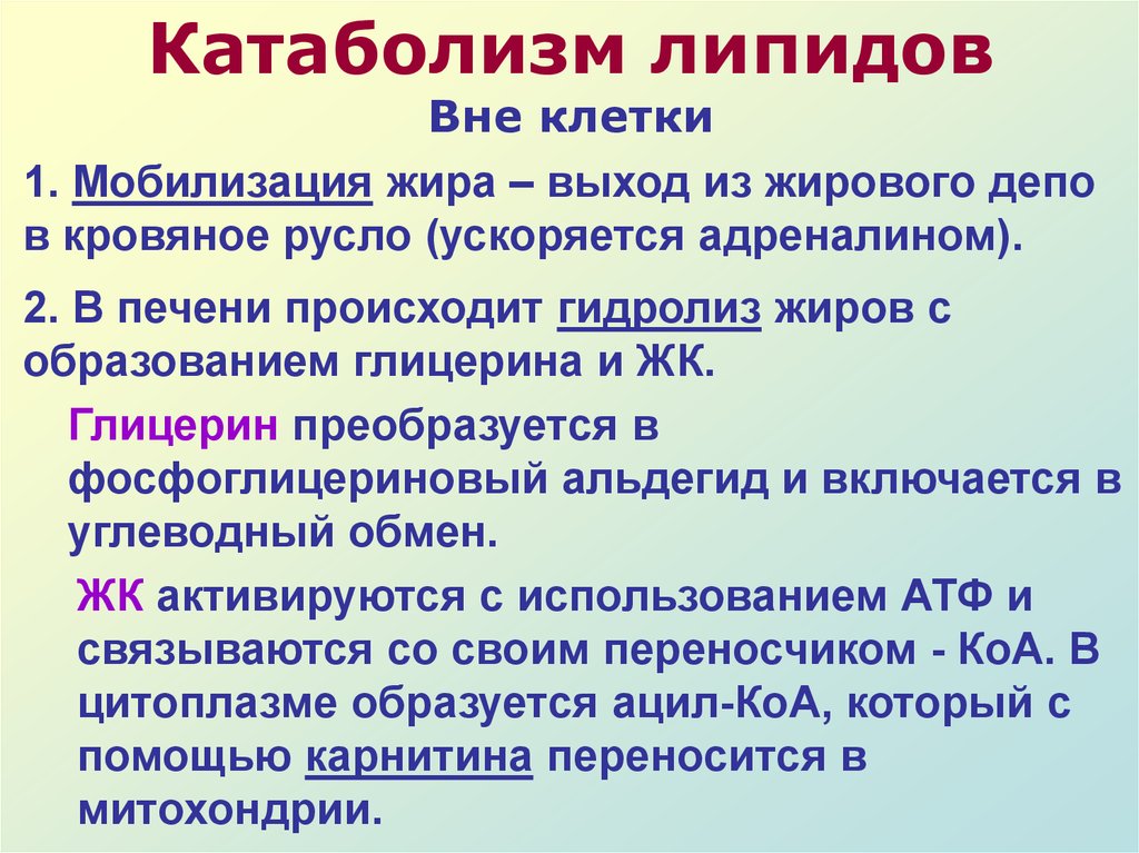 Вне клетки. Катаболизм липидов. Мобилизация жира из жировых депо. Катаболизм мембранных липидов.. Депонирование липидов биохимия.