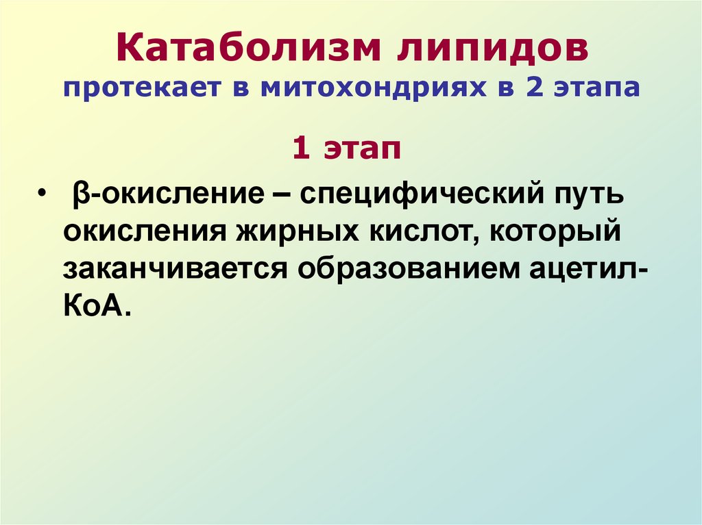 Катаболизм липидов протекает в митохондриях в 2 этапа