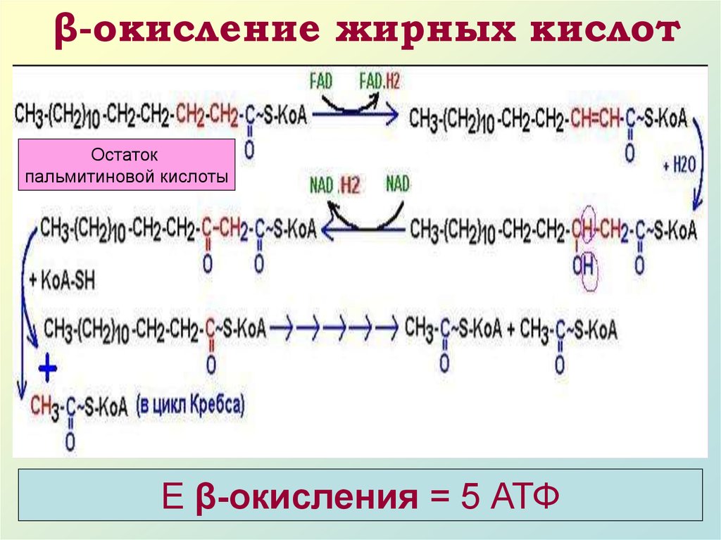 Б окисление. Схема окисления пальмитиновой кислоты. Цикл бета окисления жирных кислот. Схему бета-окисления пальмитиновой кислоты. Суммарное уравнение бета окисления пальмитиновой кислоты.