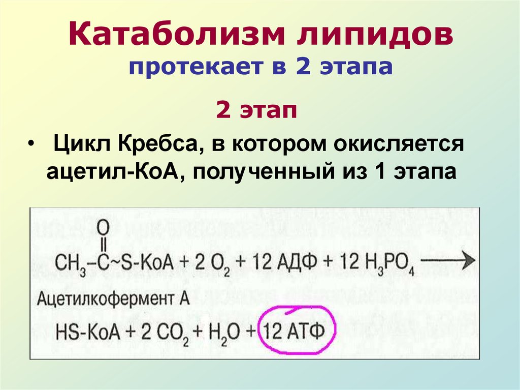 Обмен липидов схема