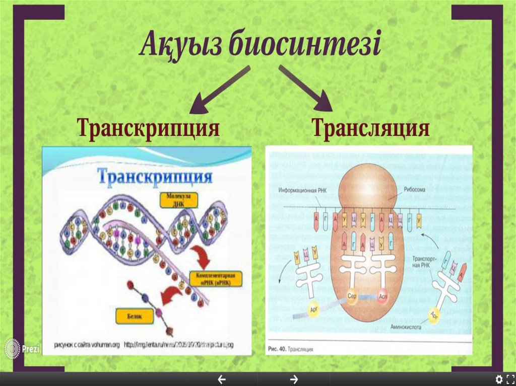 Картинки транскрипция биология