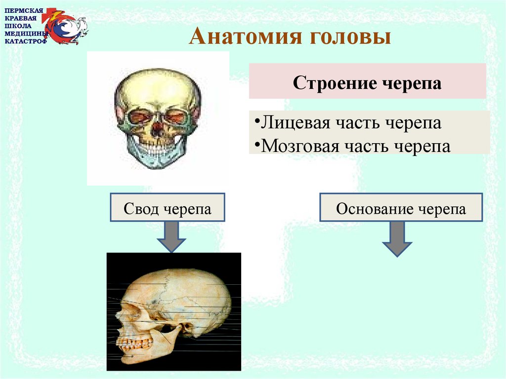Анатомия головы